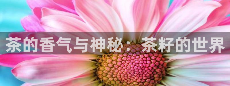 彩名堂预测官网
