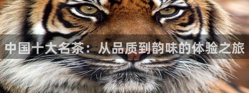 彩名堂预测软件与分析