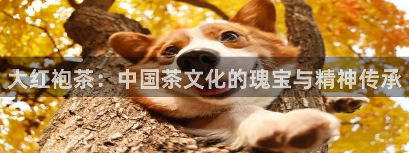 彩名堂975新版本