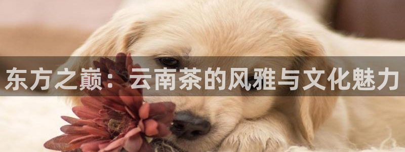 彩名堂不能用了吗