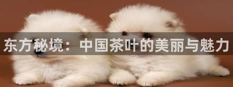 为什么彩名堂今天不能用