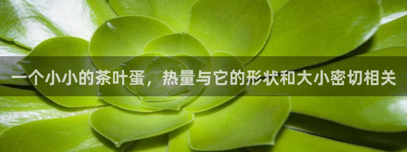 彩名堂免费计划亮点